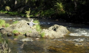 Fishing in Howqua Hills