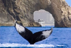 #nº 1 Excursión de avistamiento de ballenas: 2 horas en Arch & Lover's Beach