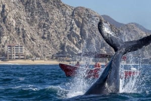 #nº 1 Excursión de avistamiento de ballenas: 2 horas en Arch & Lover's Beach