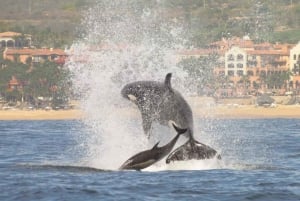 #nº 1 Excursión de avistamiento de ballenas: 2 horas en Arch & Lover's Beach