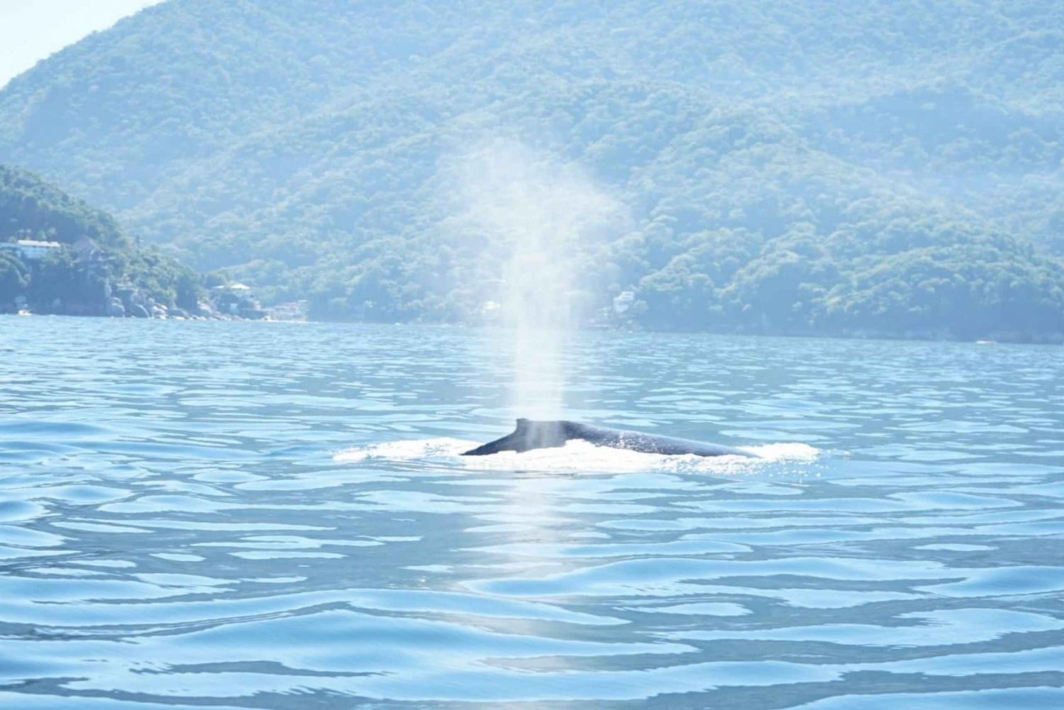 Puerto Vallarta: 3-hour Whale watching and snorkeling