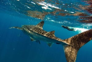 3 Hours La Paz Whale Shark Snorkeling