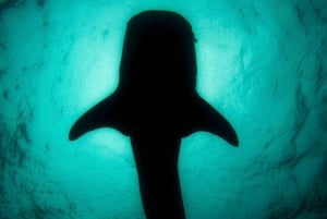 3 Hours La Paz Whale Shark Snorkeling