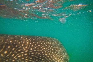 3 Hours La Paz Whale Shark Snorkeling