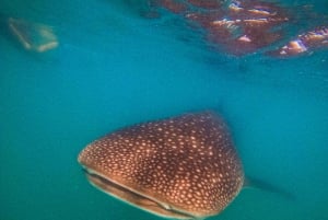 3 Hours La Paz Whale Shark Snorkeling