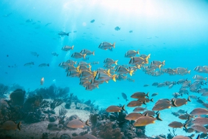 *4-Hour Roqueta Island Snorkeling and/or Paddle Boarding