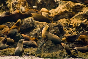 5Días-4 Noches MiniSafari Todo Incluido Ruta de las Ballenas Baja Sur