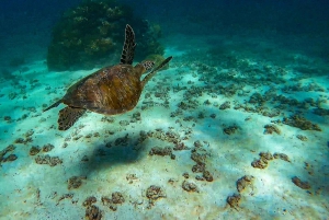 5Días-4 Noches MiniSafari Todo Incluido Ruta de las Ballenas Baja Sur