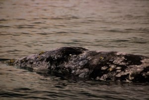 5Días-4 Noches MiniSafari Todo Incluido Ruta de las Ballenas Baja Sur