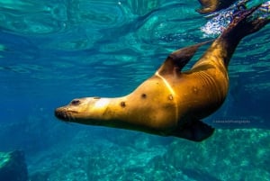 Safari 7 Días-6 Noches Todo Incluido Ruta de las Ballenas Baja Sur