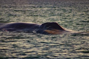 Safari 7 Días-6 Noches Todo Incluido Ruta de las Ballenas Baja Sur