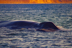 Safari 7 Días-6 Noches Todo Incluido Ruta de las Ballenas Baja Sur