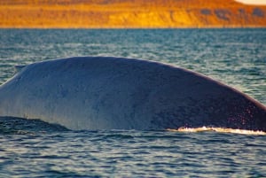 Safari 7 Días-6 Noches Todo Incluido Ruta de las Ballenas Baja Sur