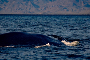 Safari 7 Días-6 Noches Todo Incluido Ruta de las Ballenas Baja Sur