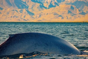 Safari 7 Días-6 Noches Todo Incluido Ruta de las Ballenas Baja Sur