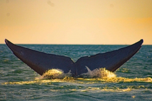 Safari 7 Días-6 Noches Todo Incluido Ruta de las Ballenas Baja Sur