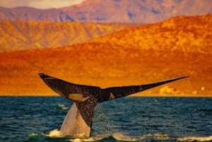 7 Days-6 Nights All Inclusive Safari Baja Sur Whale Route