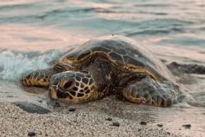 Acapulco: Barra Vieja Lagoon Tour