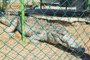 Acapulco:Exp. Granja de Cocodrilos Liberación de Tortugas y Paseo a Caballo