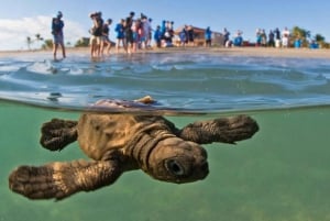 Acapulco: Experiencia de liberación de tortugas