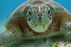 Akumal Bay: Cenotes And Snorkeling with Turtles