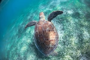 Akumal Bay: Cenotes And Snorkeling with Turtles