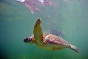 Bahía de Akumal: Cenotes y snorkel con tortugas