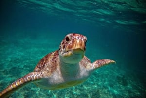 Bahía de Akumal: Cenotes y snorkel con tortugas