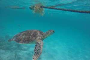 Akumal Beach: Swimming with Turtles Tour with Beach Time