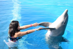 Akumal: encuentro con delfines