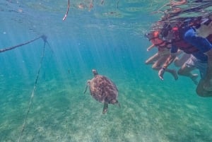 Akumal : snorkel con guías locales y Gopro fotos