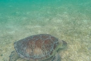 Akumal : snorkel con guías locales y Gopro fotos