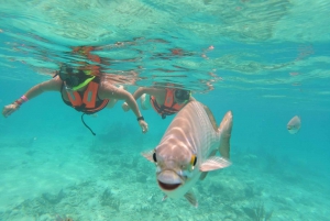 Akumal: Guided Turtle Snorkeling Tour and pictures