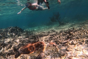 Akumal: Guided Turtle Snorkeling Tour and pictures