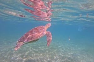 Akumal: Guided Turtle Snorkeling Tour