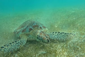 Akumal: Guided Turtle Snorkeling Tour