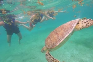 Akumal: Guided Turtle Snorkeling Tour