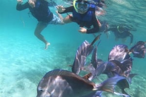 Akumal: Guided Turtle Snorkeling Tour