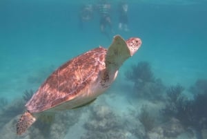 Akumal: Guided Turtle Snorkeling Tour