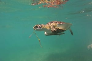 Akumal: Guided Turtle Snorkeling Tour