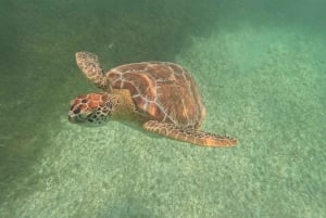 Akumal: Guided Turtle Snorkeling Tour