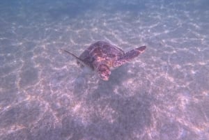 Akumal: Guided Turtle Snorkeling Tour