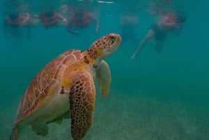 Akumal : snorkel con guías locales y Gopro fotos