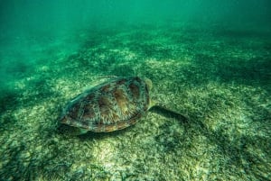 Akumal : snorkel con guías locales y Gopro fotos