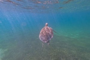 Akumal : snorkel con guías locales y Gopro fotos