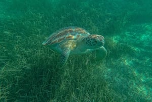 Akumal : snorkel con guías locales y Gopro fotos