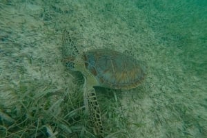 Akumal : snorkel con guías locales y Gopro fotos