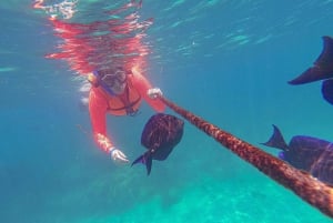 Akumal : snorkel con guías locales y Gopro fotos