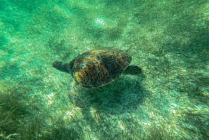 Akumal : snorkel con guías locales y Gopro fotos