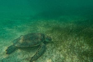 Akumal : snorkel con guías locales y Gopro fotos